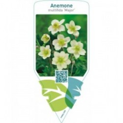 Anemone multifida ‘Major’