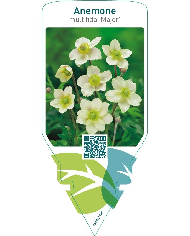 Anemone multifida ‘Major’