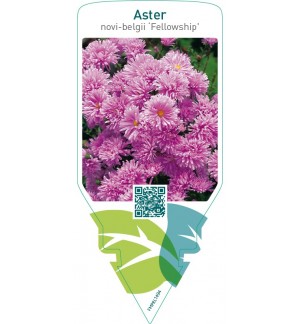 Aster novi-belgii ‘Fellowship’