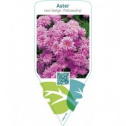 Aster novi-belgii ‘Fellowship’