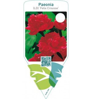 Paeonia (LD) ‘Felix Crousse’