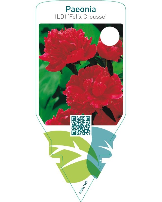 Paeonia (LD) ‘Felix Crousse’