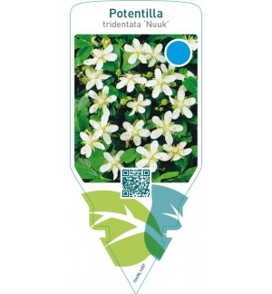 Potentilla tridentata ‘Nuuk’