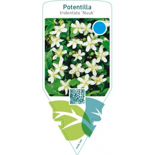Potentilla tridentata ‘Nuuk’