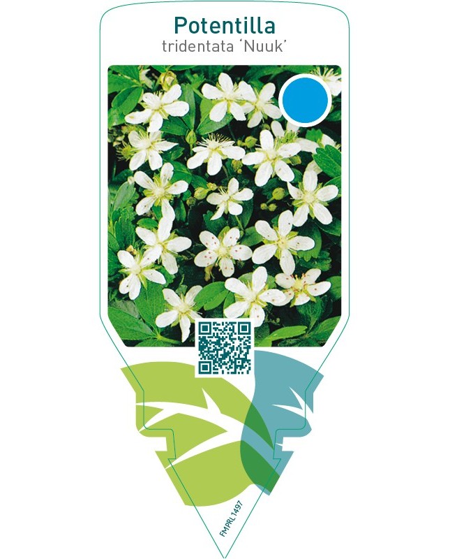 Potentilla tridentata ‘Nuuk’