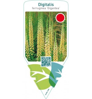 Digitalis ferruginea ‘Gigantea’