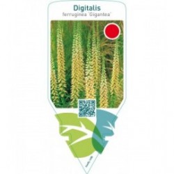 Digitalis ferruginea ‘Gigantea’