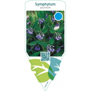 Symphytum azureum
