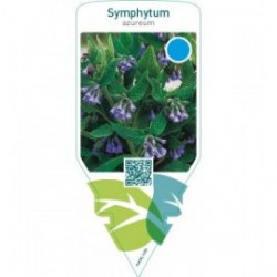 Symphytum azureum