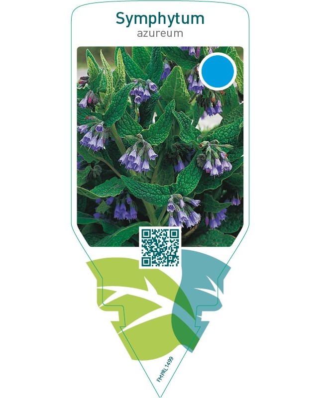 Symphytum azureum