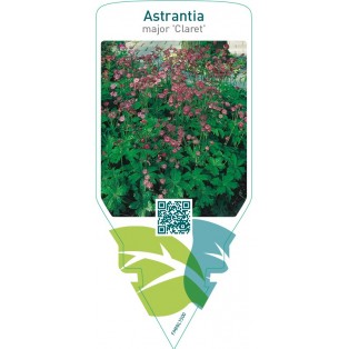 Astrantia major ‘Claret’