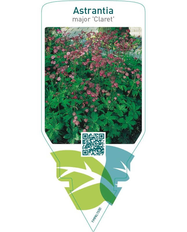 Astrantia major ‘Claret’