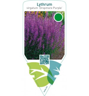 Lythrum virgatum ‘Dropmore Purple’