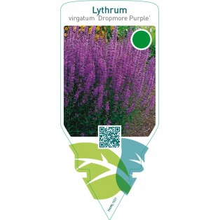 Lythrum virgatum ‘Dropmore Purple’