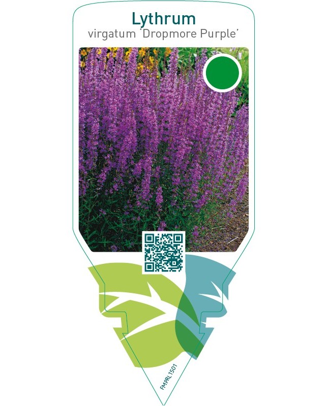 Lythrum virgatum ‘Dropmore Purple’
