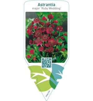 Astrantia major ‘Ruby Wedding’
