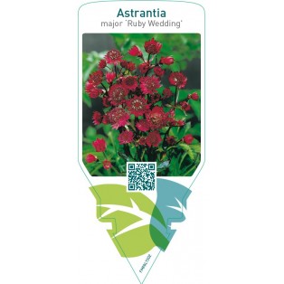 Astrantia major ‘Ruby Wedding’