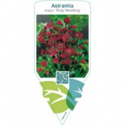 Astrantia major ‘Ruby Wedding’