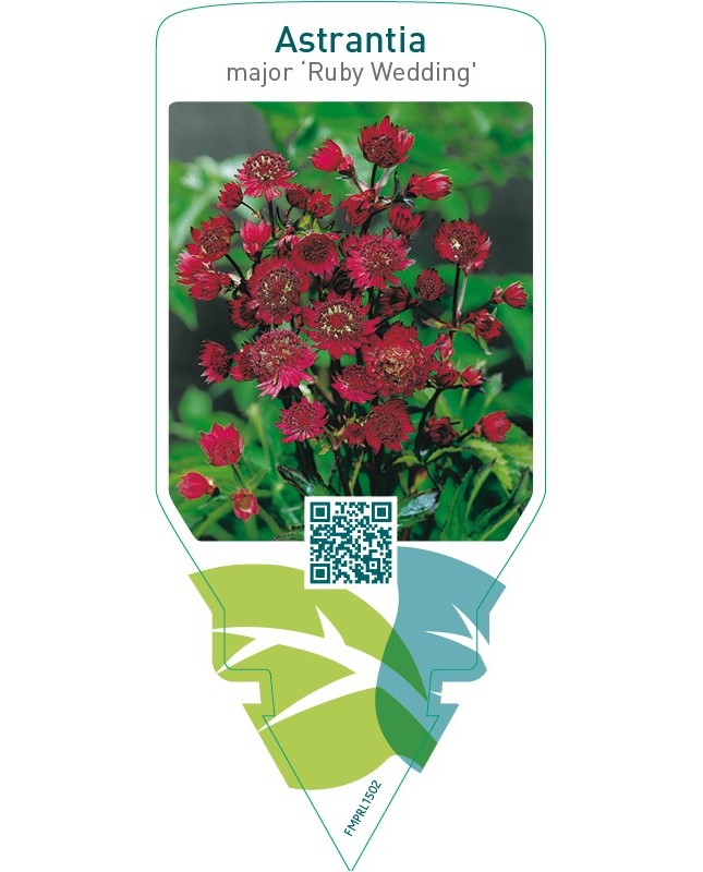 Astrantia major ‘Ruby Wedding’