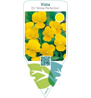 Viola (c) ‘Yellow Perfection’