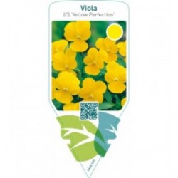 Viola (c) ‘Yellow Perfection’