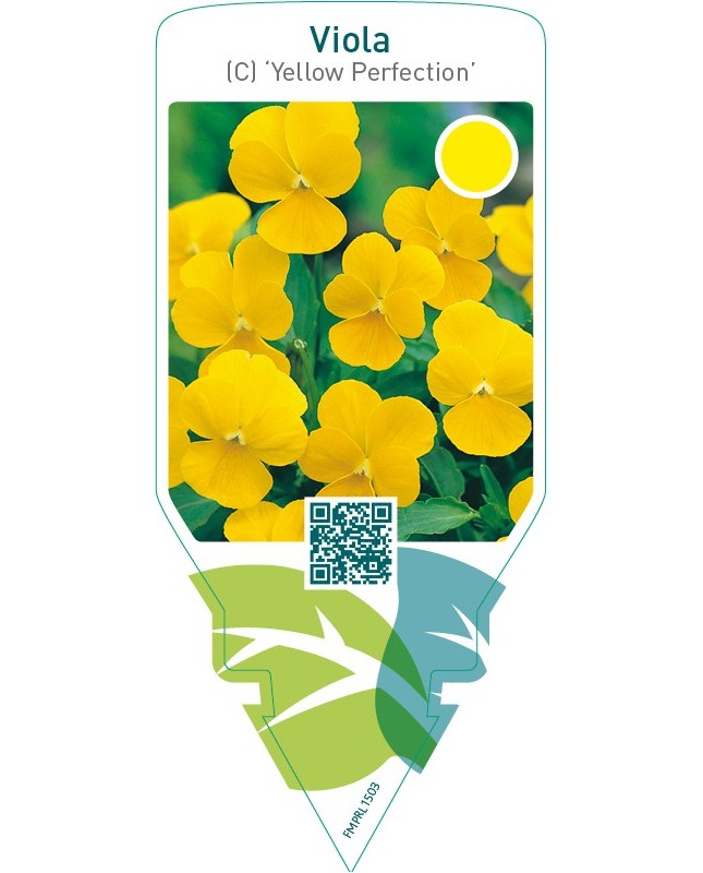 Viola (c) ‘Yellow Perfection’