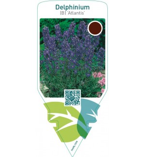 Delphinium (B) ‘Atlantis’