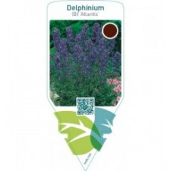 Delphinium (B) ‘Atlantis’