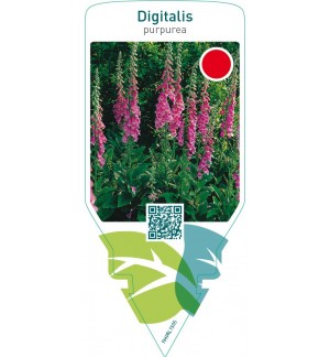 Digitalis purpurea