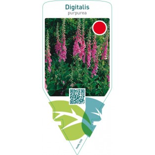 Digitalis purpurea