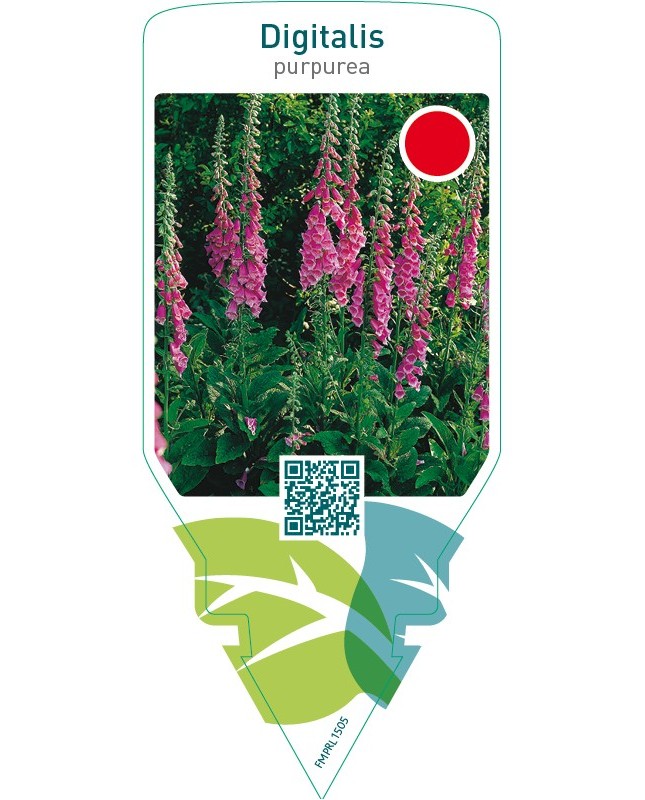 Digitalis purpurea