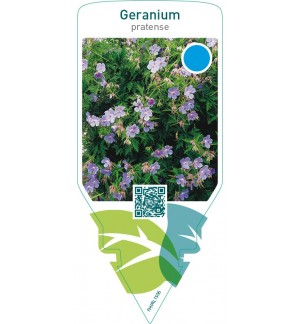 Geranium pratense