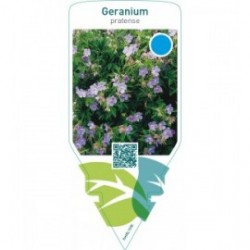 Geranium pratense