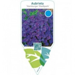 Aubrieta ‘Hamburger Stadtpark’