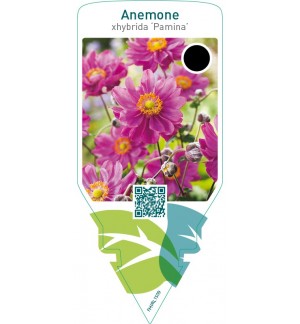 Anemone hybrida ‘Pamina’