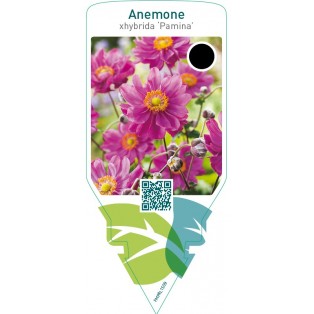 Anemone hybrida ‘Pamina’