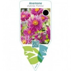 Anemone hybrida ‘Pamina’