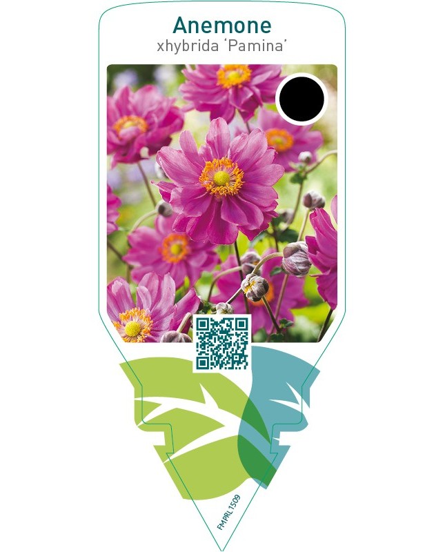 Anemone hybrida ‘Pamina’