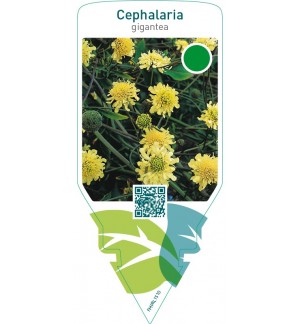 Cephalaria gigantea