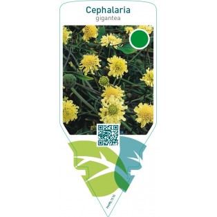 Cephalaria gigantea