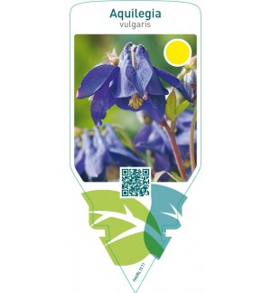 Aquilegia vulgaris