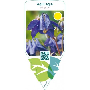Aquilegia vulgaris