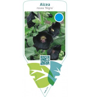 Alcea rosea ‘Nigra’
