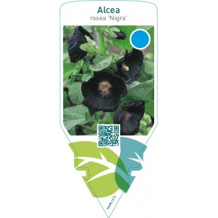 Alcea rosea ‘Nigra’