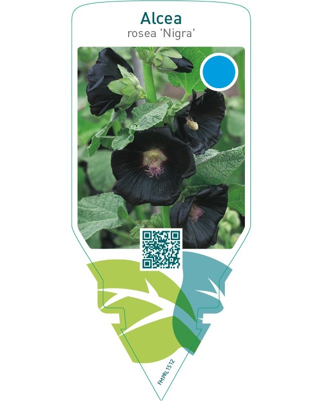 Alcea rosea ‘Nigra’