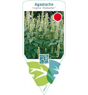 Agastache rugosa ‘Alabaster’