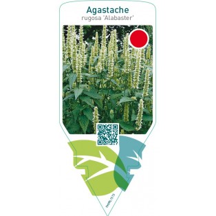 Agastache rugosa ‘Alabaster’