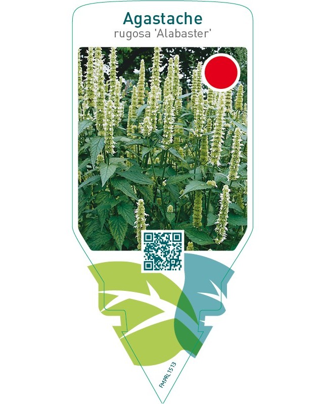 Agastache rugosa ‘Alabaster’
