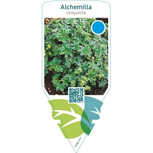 Alchemilla conjuncta