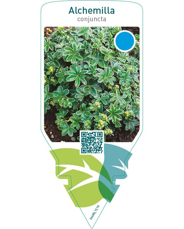 Alchemilla conjuncta